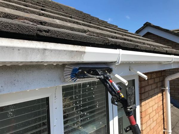 Pest Removal